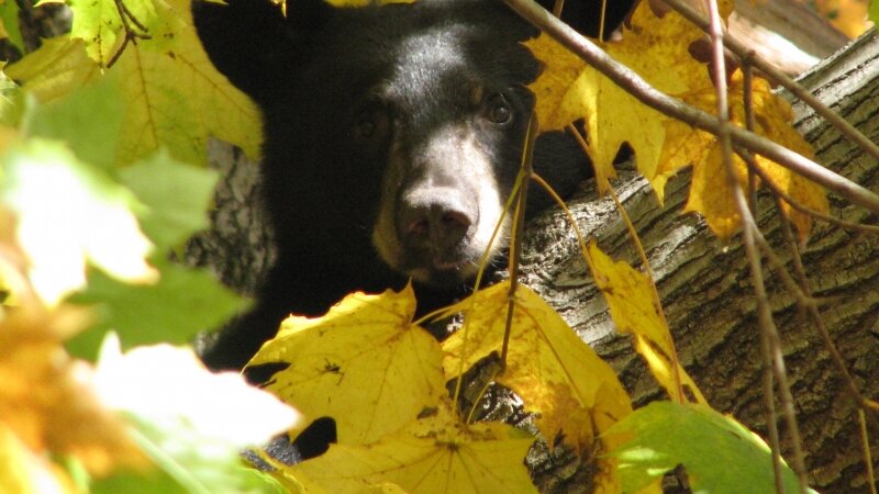Autumn Bear