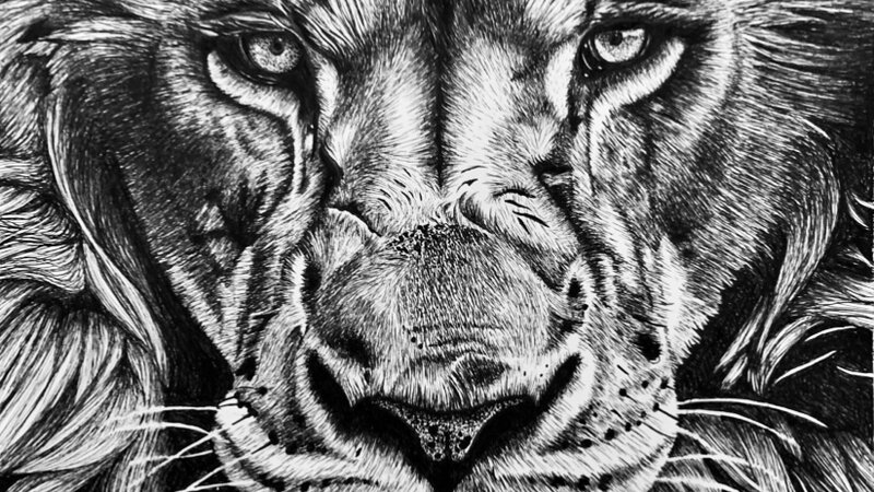 Lion Drawing