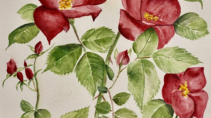 Red Roses