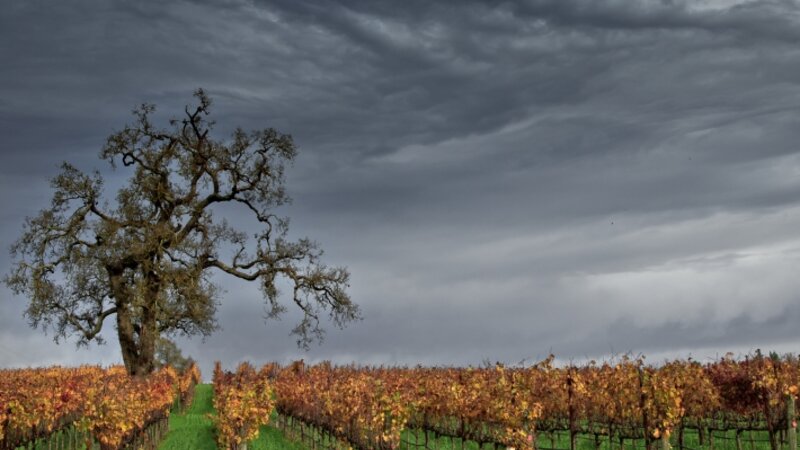 Winter Vineyard