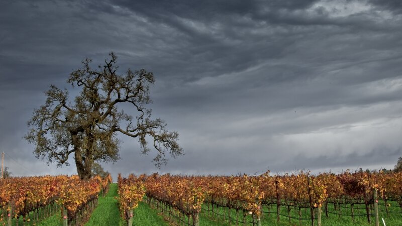 Winter Vineyard