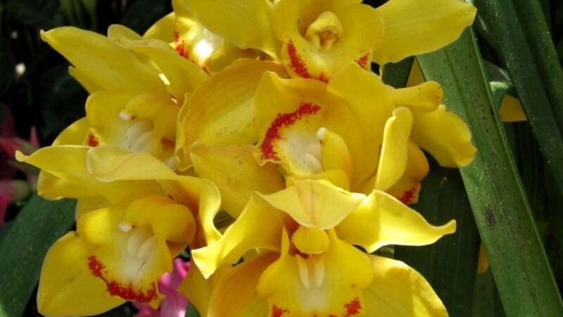 Yellow orchids