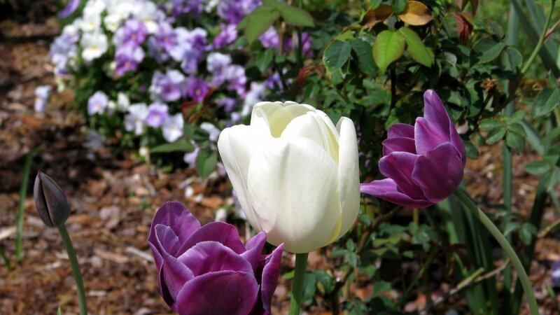Tulips