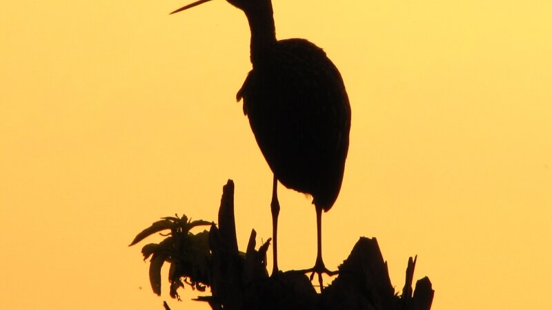 Mourning limpkin