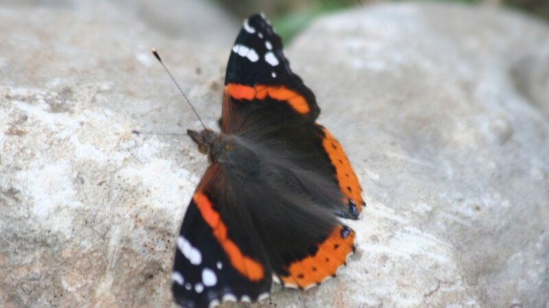 Red Admiral