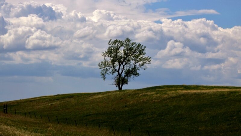 Prairie Tree