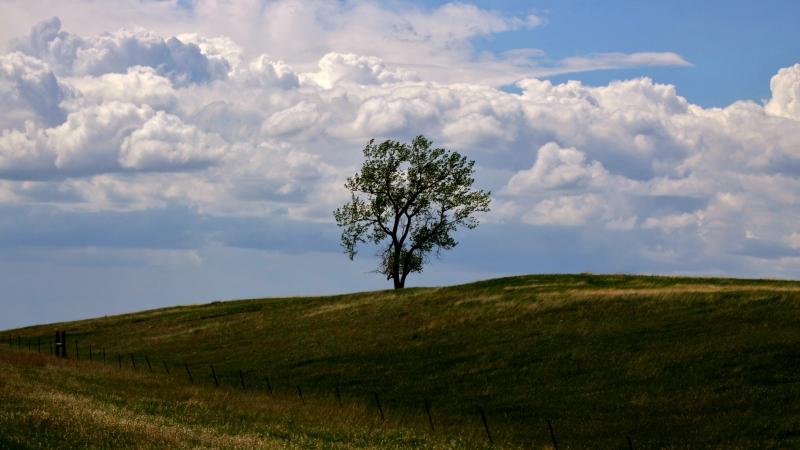 Prairie Tree