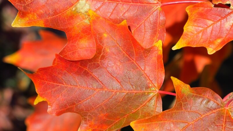 Orange You Glad It's October