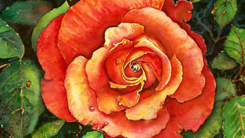 Imperial Rose