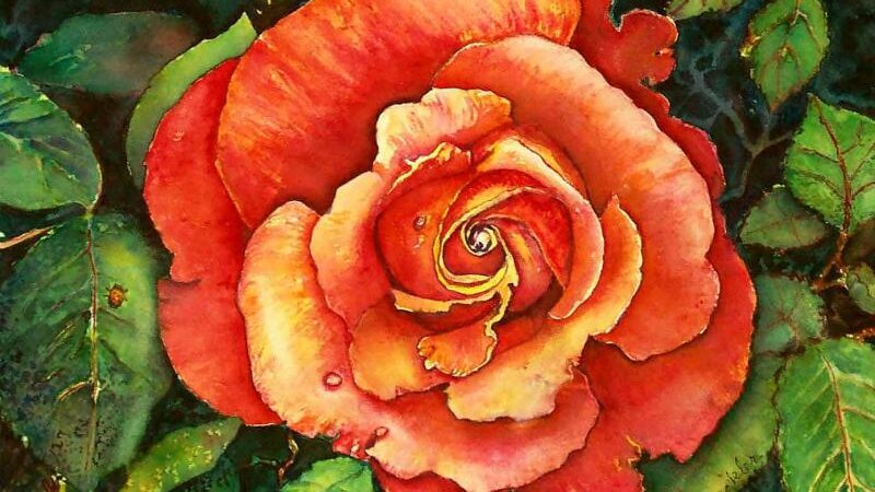 Imperial Rose