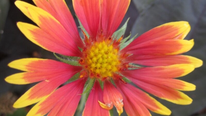 Indian Blanket