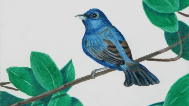 Indigo Bunting