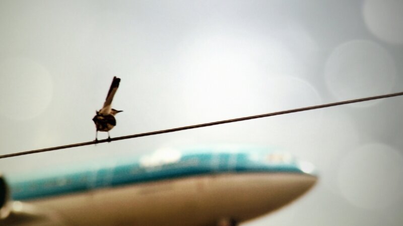 It's a Bird, It's a Plane!