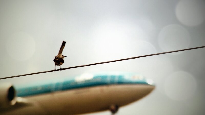 It's a Bird, It's a Plane!