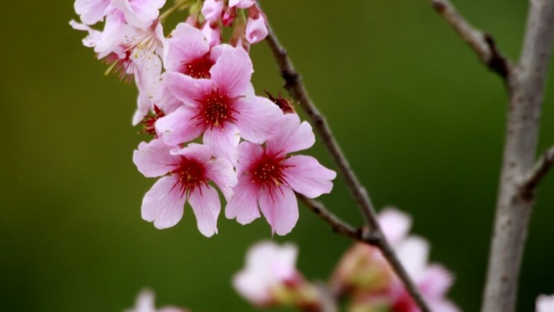 Japanese Cherry Blossoms