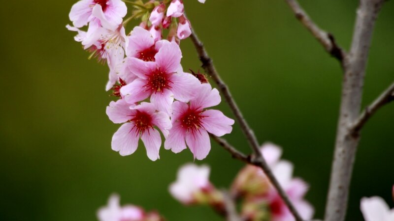 Japanese Cherry Blossoms