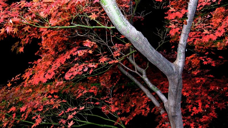 Japanese Maple