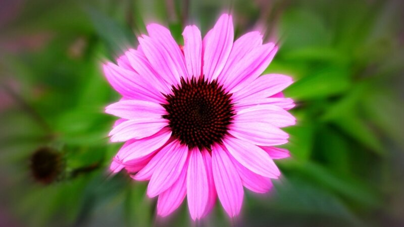 Coneflower