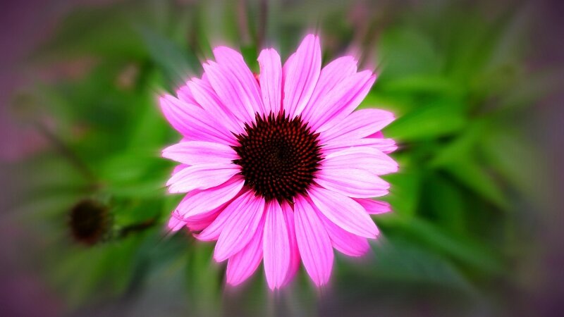 Coneflower