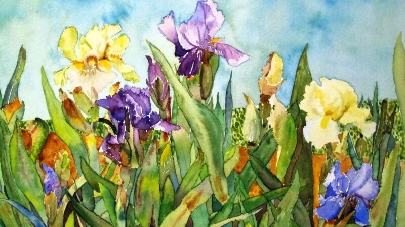 Iris Garden
