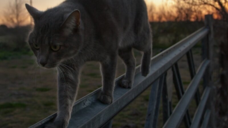 The Cats Walk