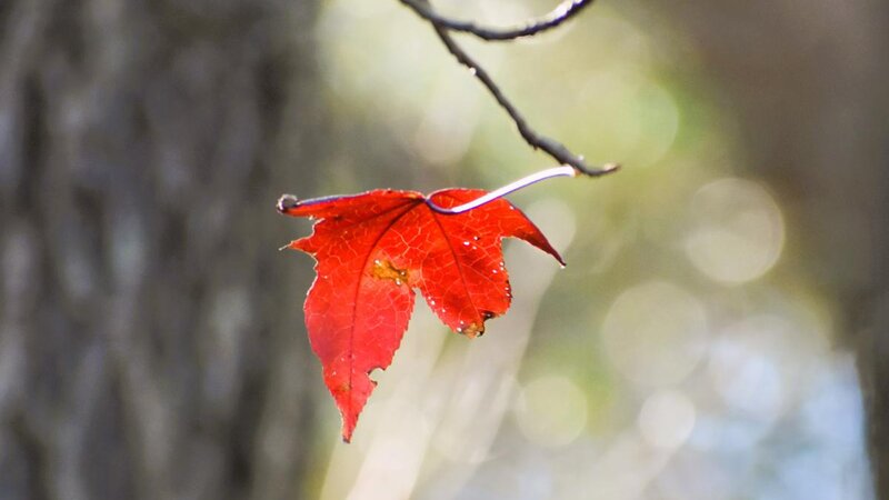 Last Leaf of Fall