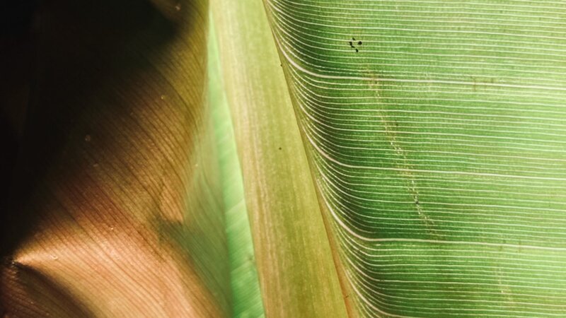 Photo of Canna Lily, 2024. Taken with iPhone SE.