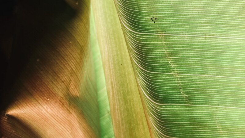Photo of Canna Lily, 2024. Taken with iPhone SE.