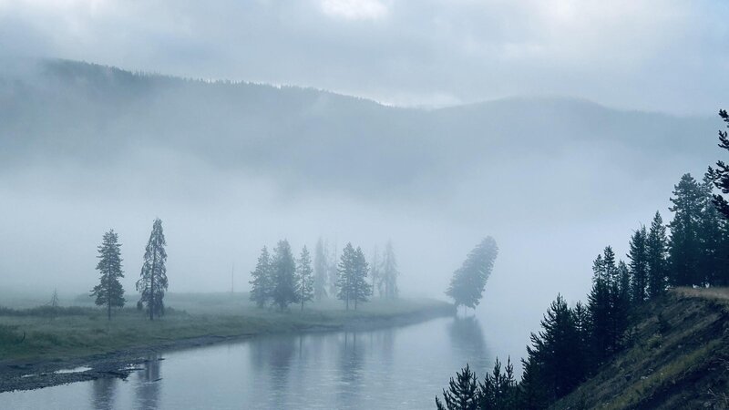 pic of a tree