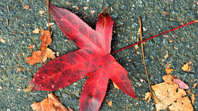 leaf, red, nature, beauty