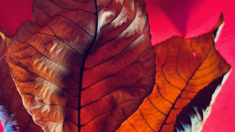 "Leaving" Photograph of autumn leaves, November 28, 2024.
