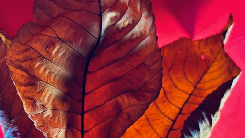 "Leaving" Photograph of autumn leaves, November 28, 2024.