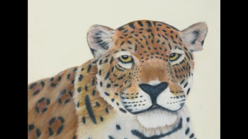 Leopard