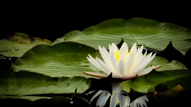 Water Lily