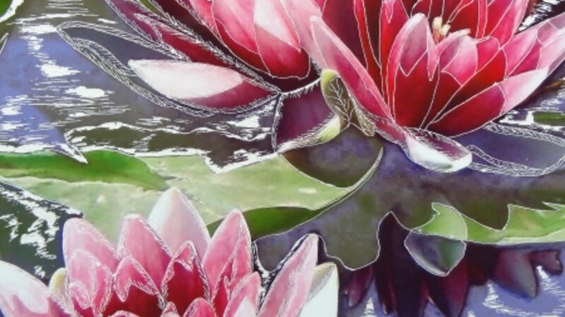 Water Lilies