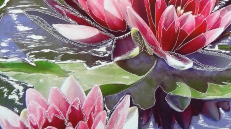 Water Lilies