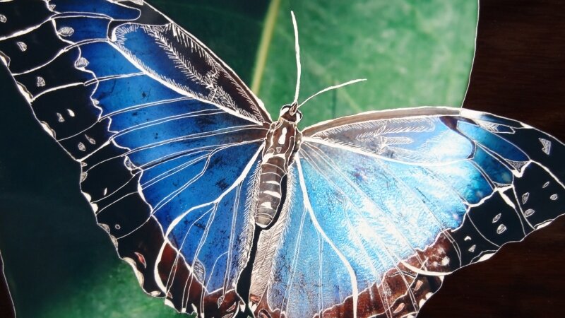 Blue Butterfly