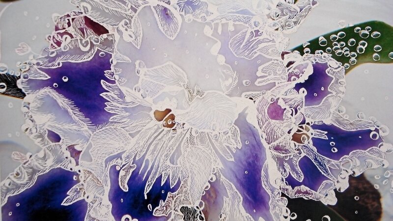 African Violet in Sparkling Water