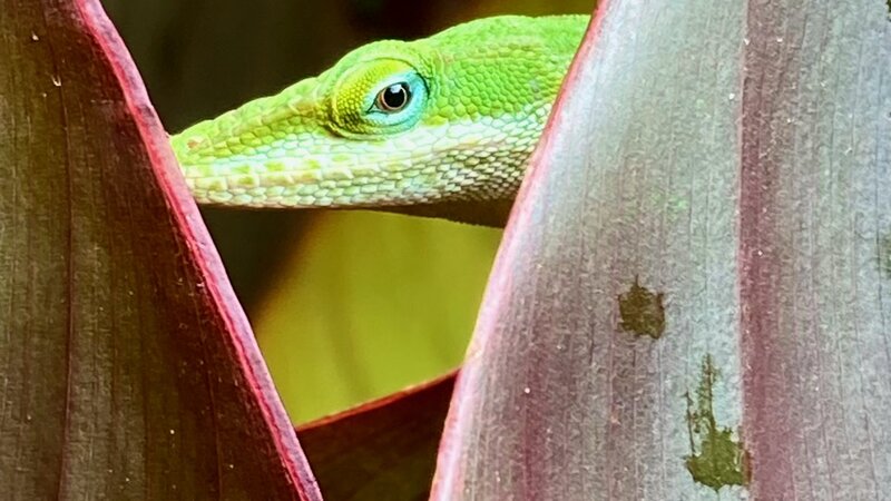 Lizard photo, June, 2024. iPhone SE.