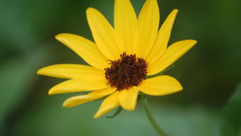 Love Me, Love me Not