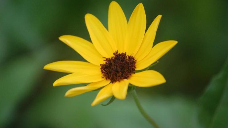 Love Me, Love me Not