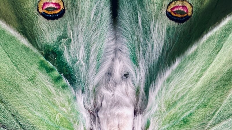 "Luna" - photo of Luna Moth, August, 2024.