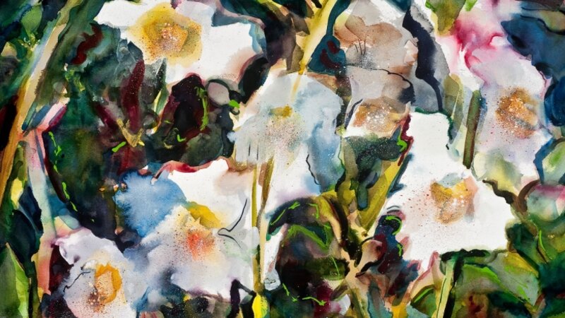 Matilija Poppies