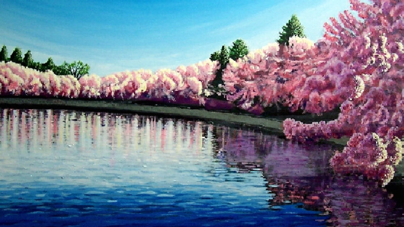 Tidal Basin Cherry Blossoms