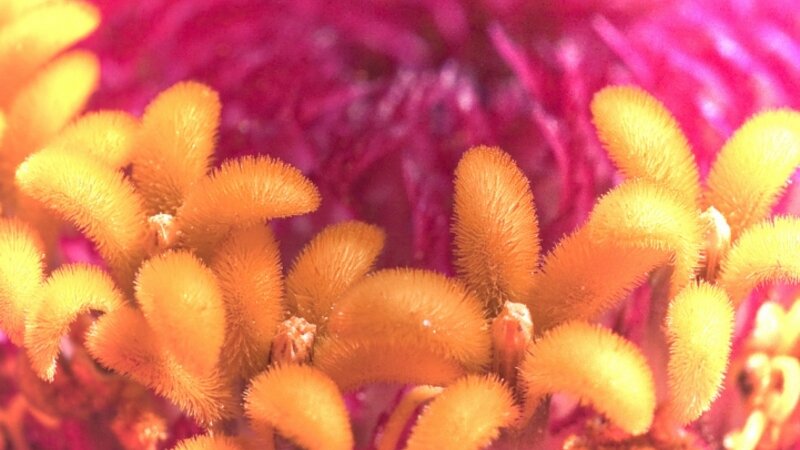 Macro of Zinnia