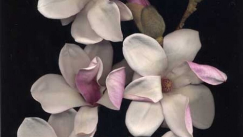 Magnolia Blossoms