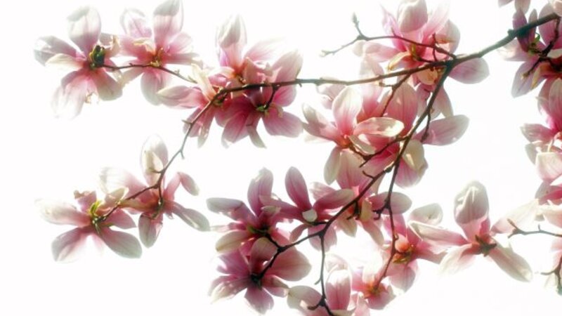 Magnolia Blossoms, by Neil Lewis Willens