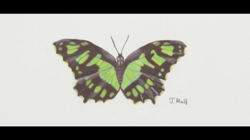 Malachite Butterfly