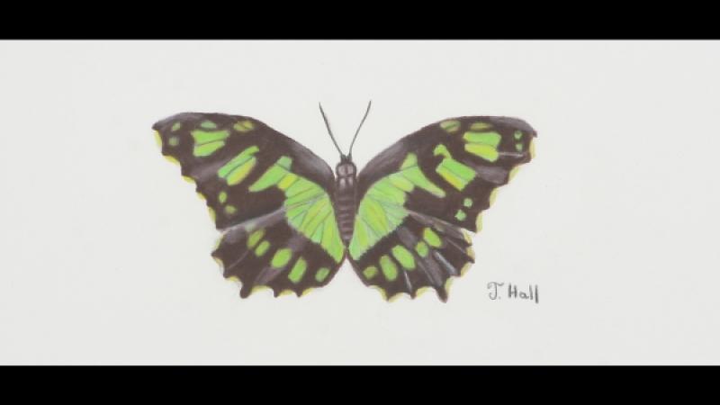 Malachite Butterfly