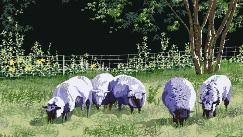 Dinner Time in a Fresh Pasture